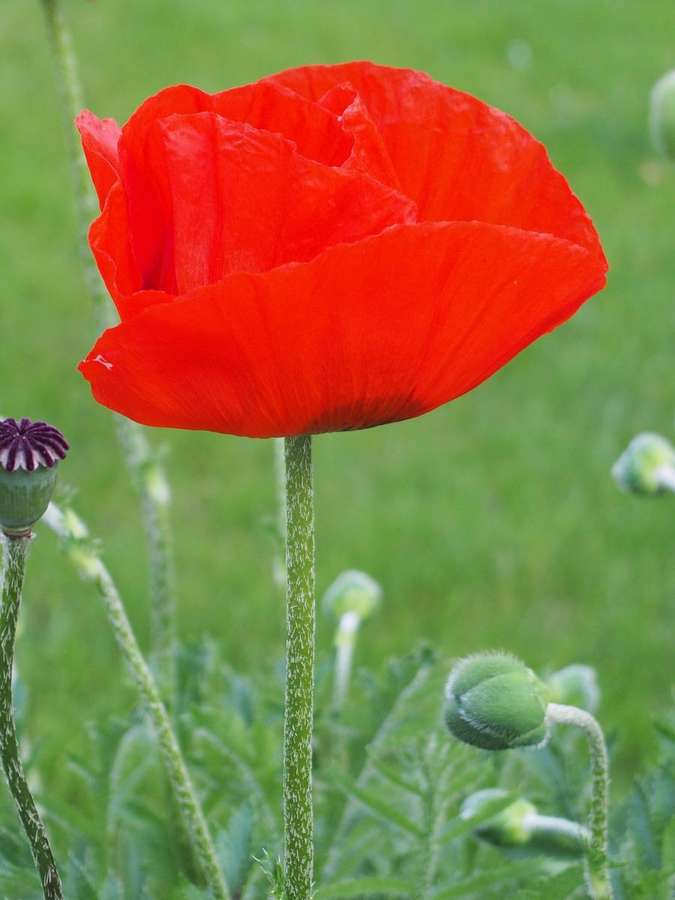Oriental Poppy (Papaver orientale)