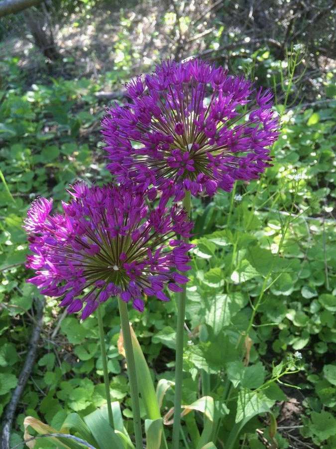 Ornamental Allium in flower