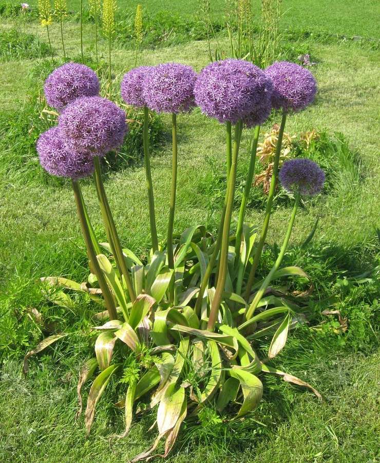 Ornamental Allium (Allium hollandicum)
