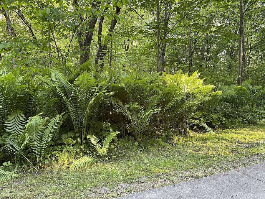 Ostrich Fern (Matteuccia struthiopteris)