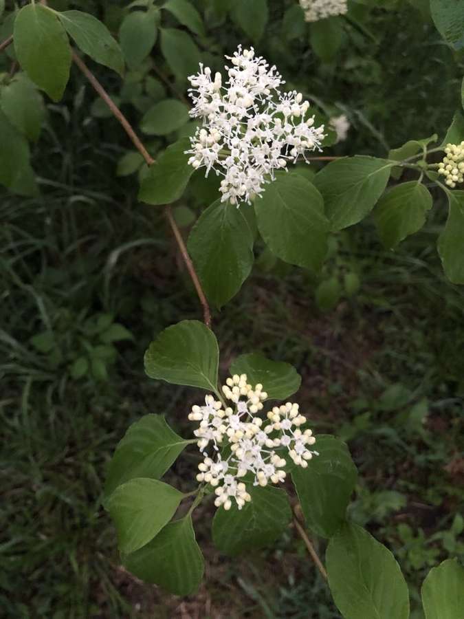 Pagoda Dogwood (Cornus alternifolia)
