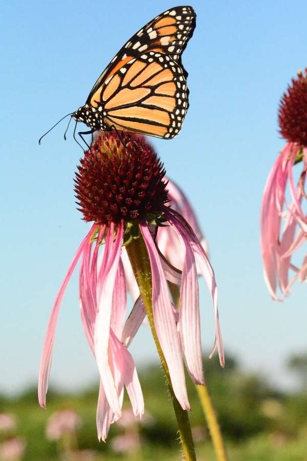 Pale Purple Coneflower (Echinacea pallida)
