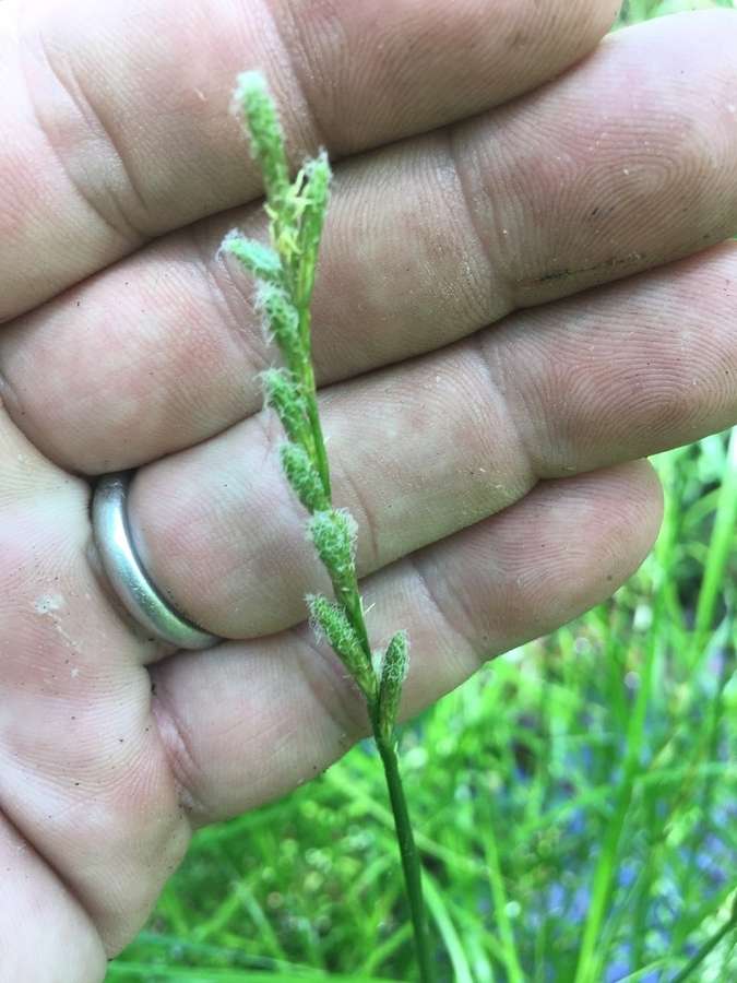 Palm Sedge in flower
