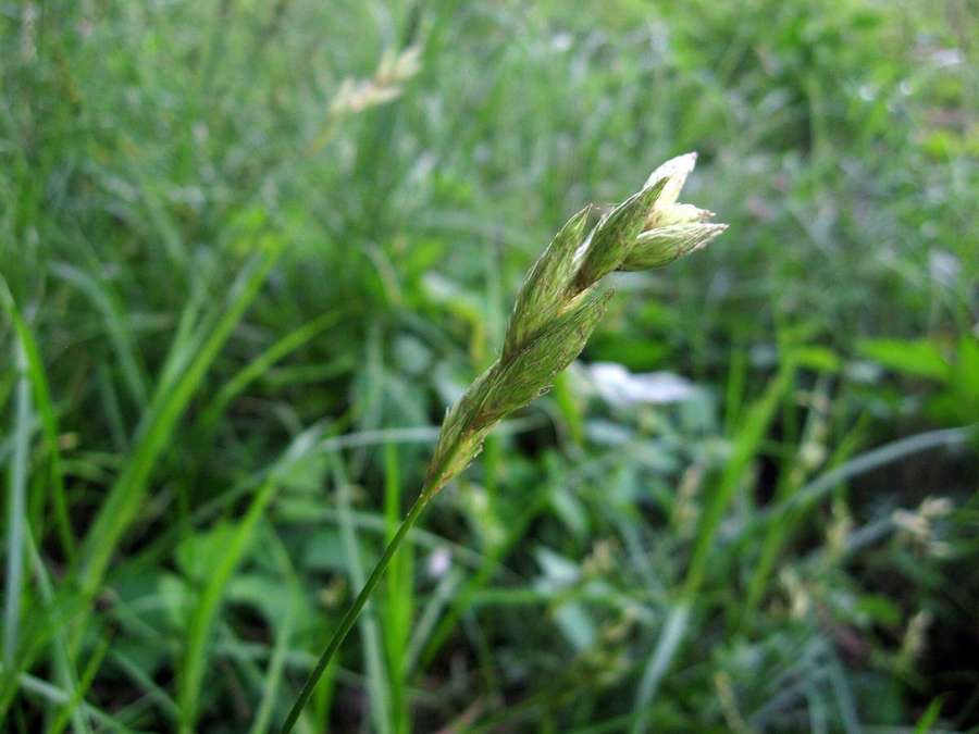 Palm Sedge (Carex muskingumensis)