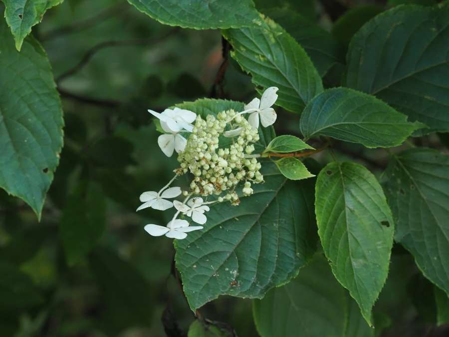 Panicle Hydrangea in flower