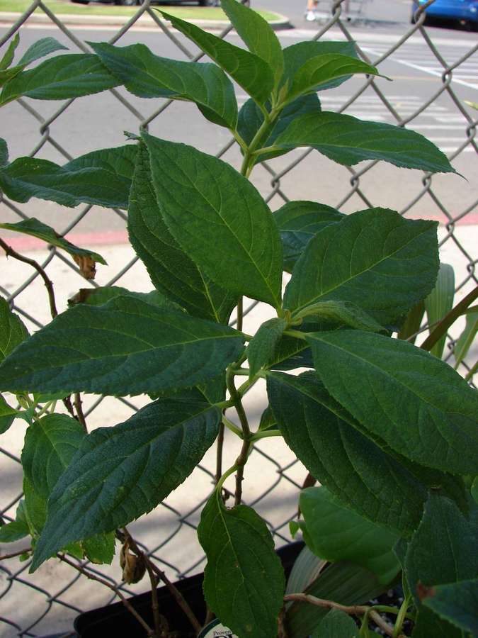 Panicle Hydrangea (Hydrangea paniculata)