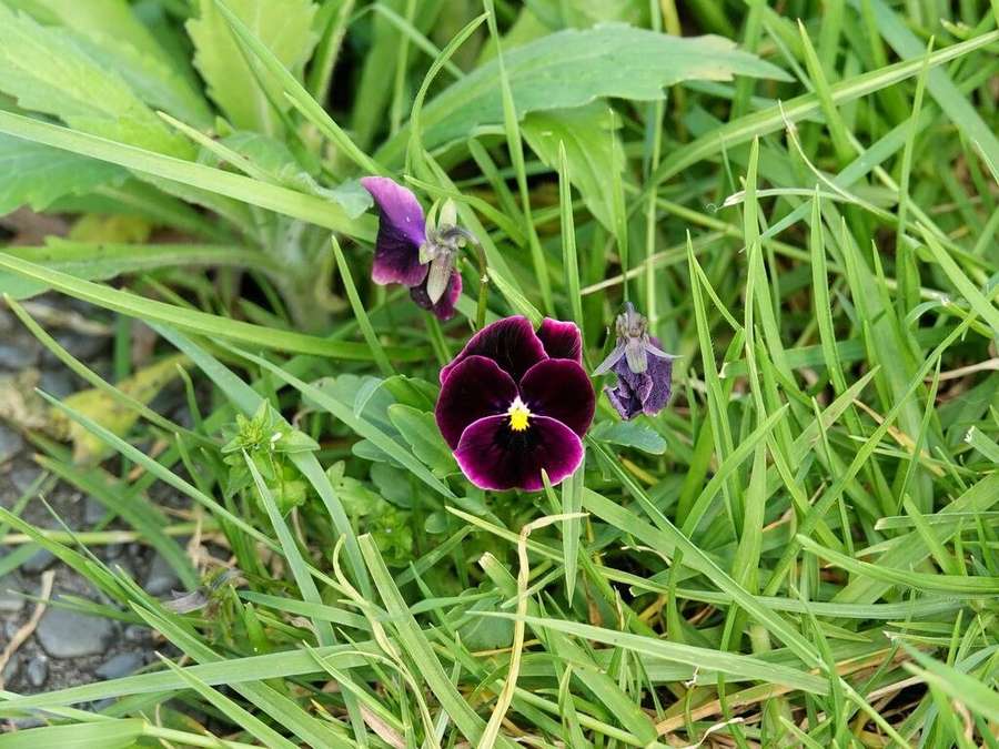 Pansy (Viola x wittrockiana)