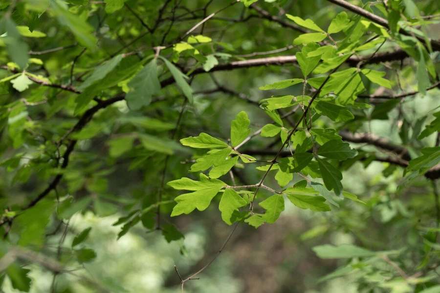 Paperbark Maple (Acer griseum)