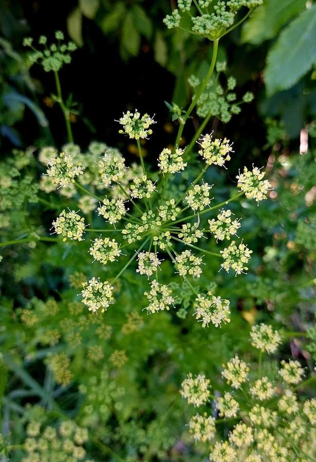 Parsley in flower