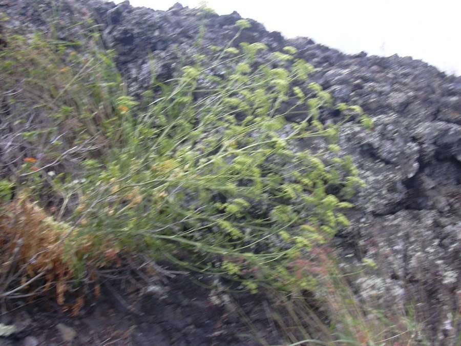 Parsley (Petroselinum crispum)