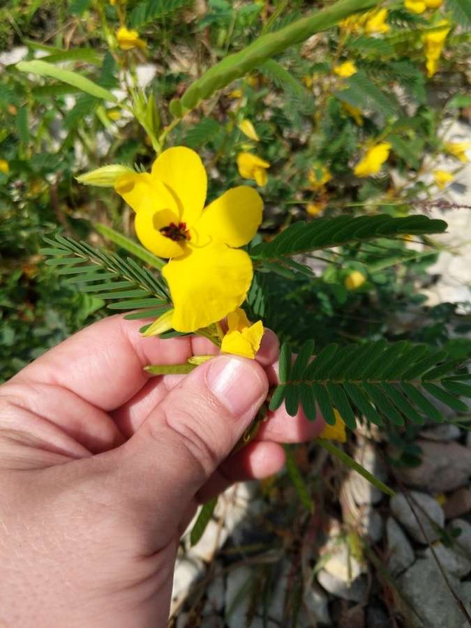 Partridge Pea in flower