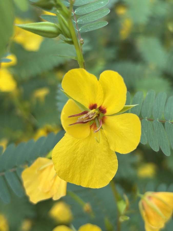 Partridge Pea (Chamaecrista fasciculata)