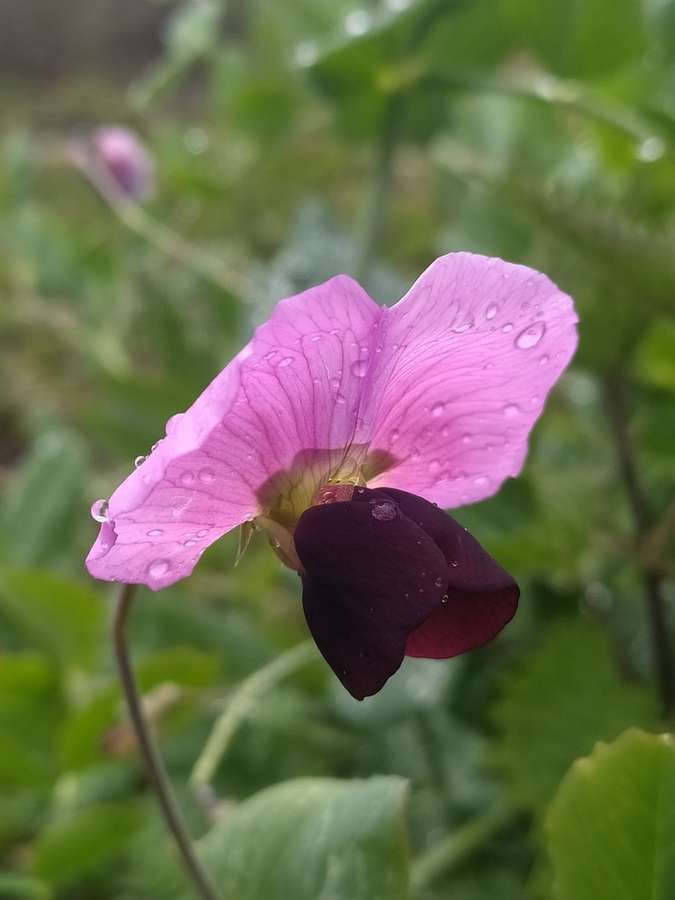 Pea in flower