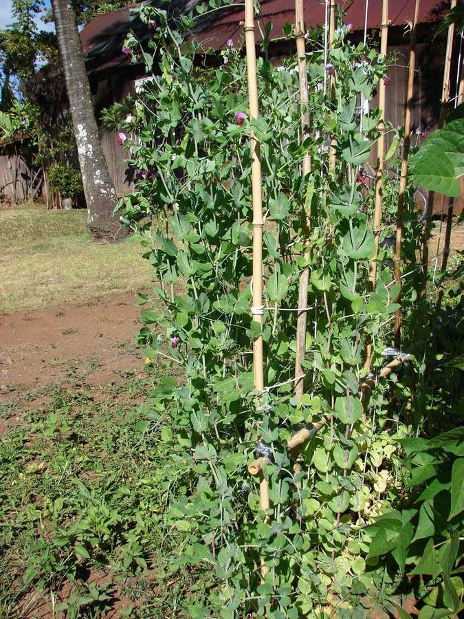 Pea (Pisum sativum)