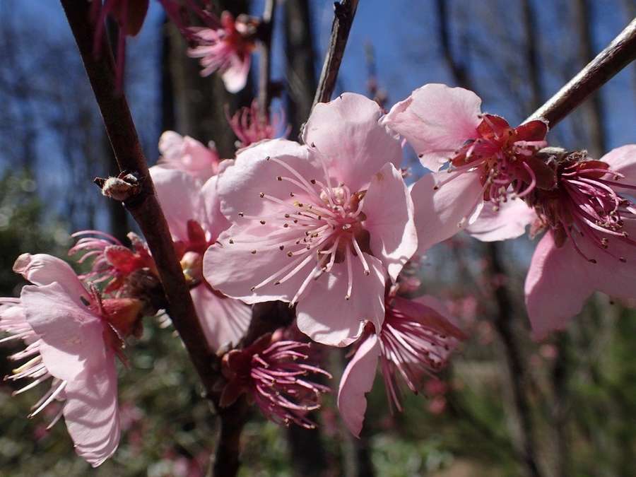 Peach in flower