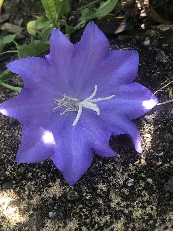 Peach-leaved Bellflower (Campanula persicifolia)