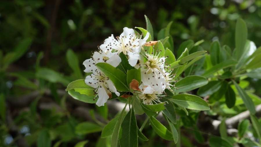 Pear in flower
