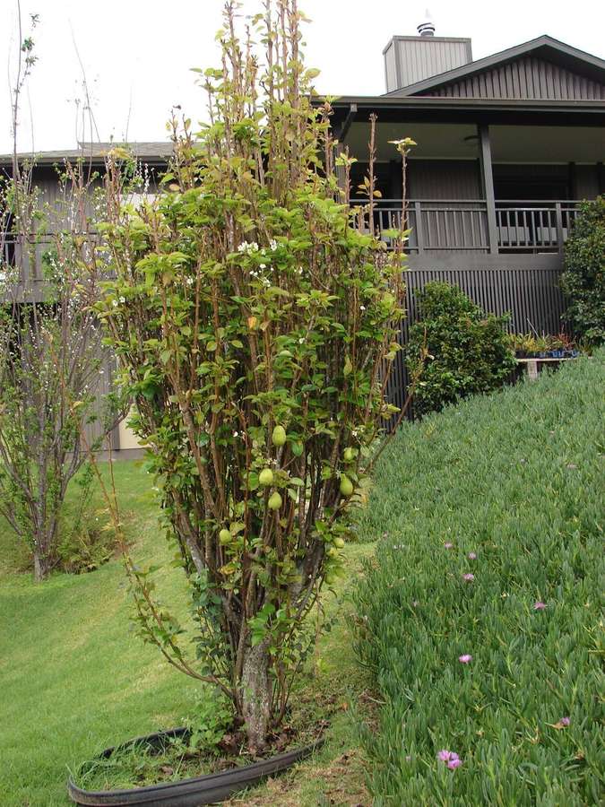 Pear (Pyrus communis)