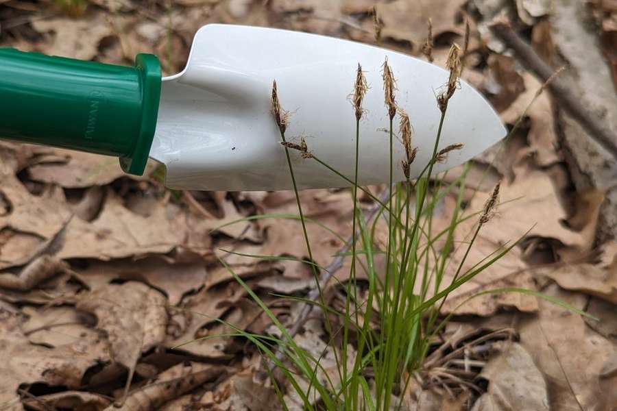 Pennsylvania Sedge in flower
