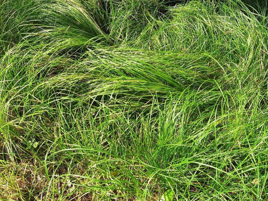 Pennsylvania Sedge (Carex pensylvanica)