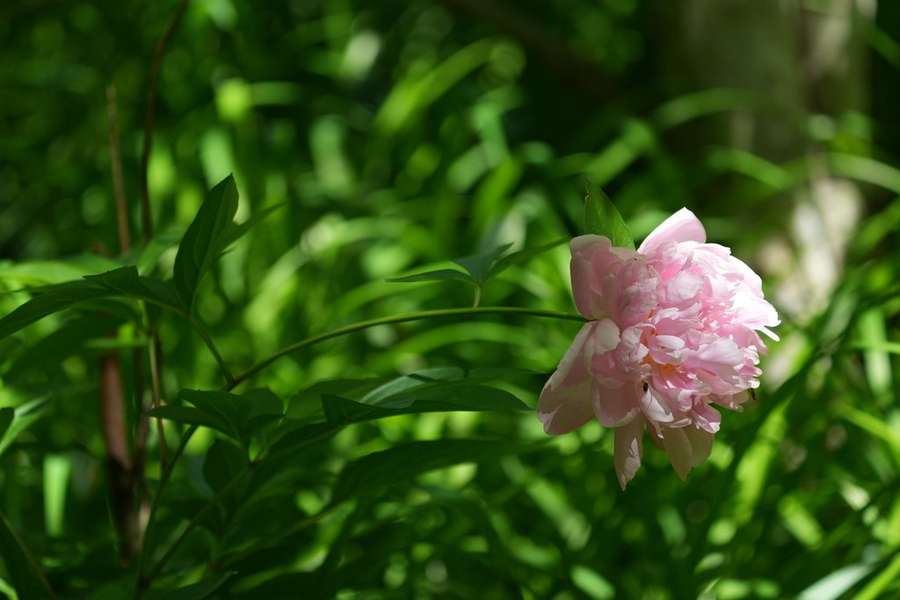 Peony (Paeonia lactiflora)