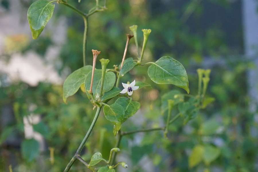 Pepper in flower