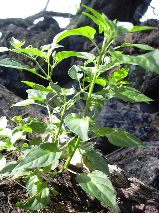 Pepper (Capsicum annuum)
