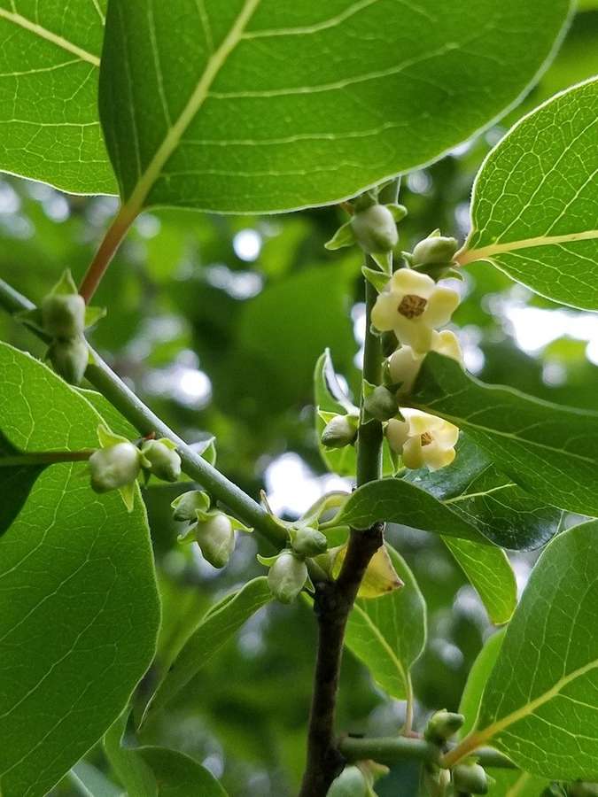 Persimmon (Diospyros virginiana)