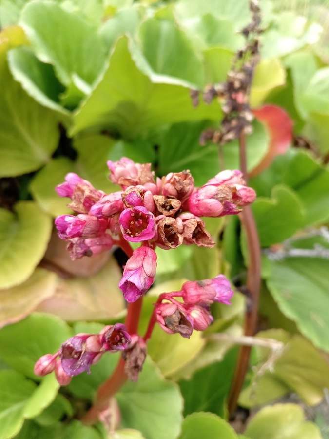 Pigsqueak (Bergenia cordifolia)