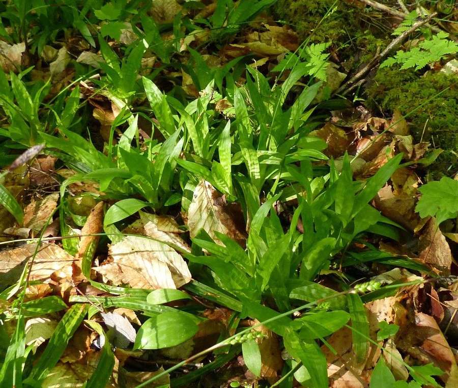 Plantain-Leaved Sedge in flower