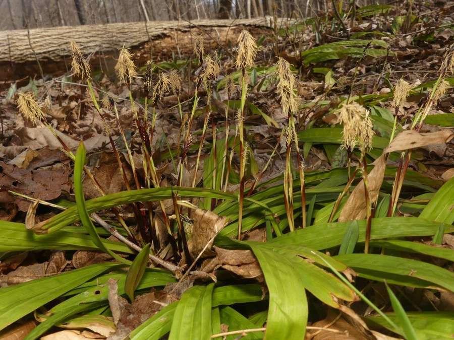 Plantain-Leaved Sedge (Carex plantaginea)