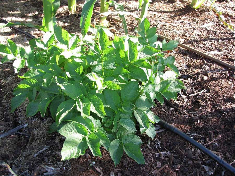 Potato (Solanum tuberosum)