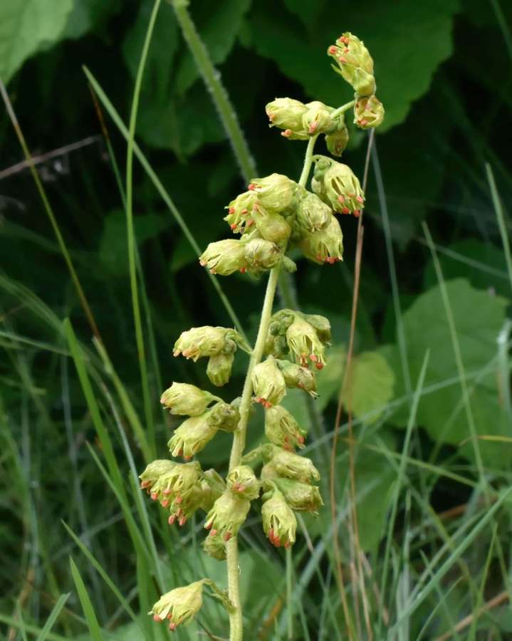 Prairie Alumroot (Heuchera richardsonii)