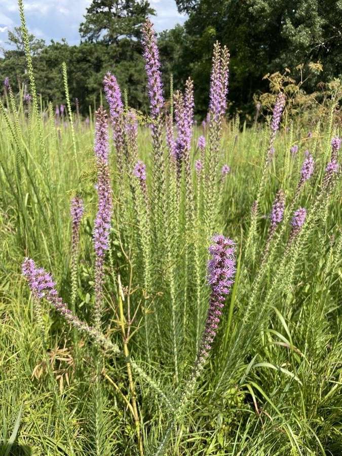 Prairie Blazing Star in flower