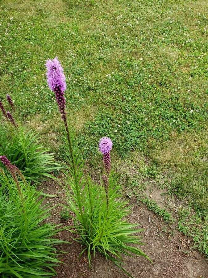 Prairie Blazing Star (Liatris pycnostachya)