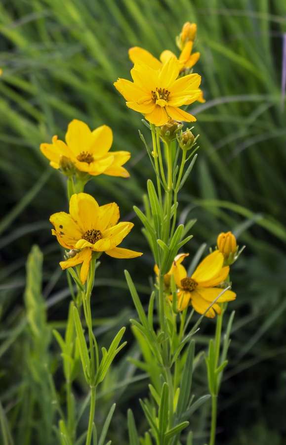 Prairie Coreopsis in flower