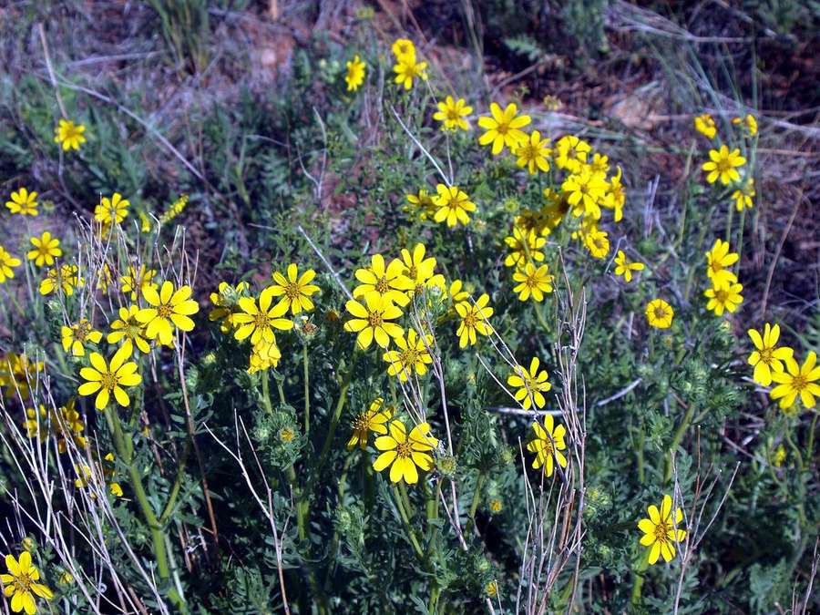 Prairie Coreopsis (Coreopsis palmata)