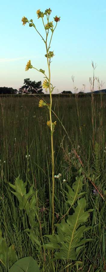 Prairie Dock in flower