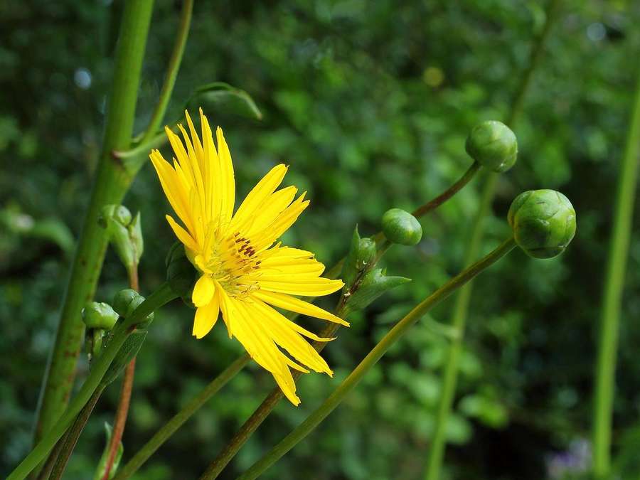 Prairie Dock (Silphium terebinthinaceum)