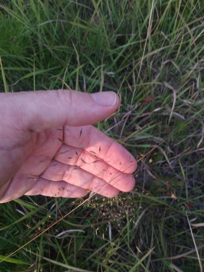 Prairie Dropseed (Sporobolus heterolepis)