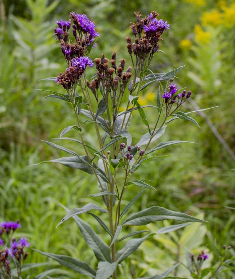 Prairie Ironweed (Vernonia fasciculata)