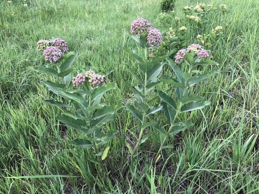 Prairie Milkweed in flower