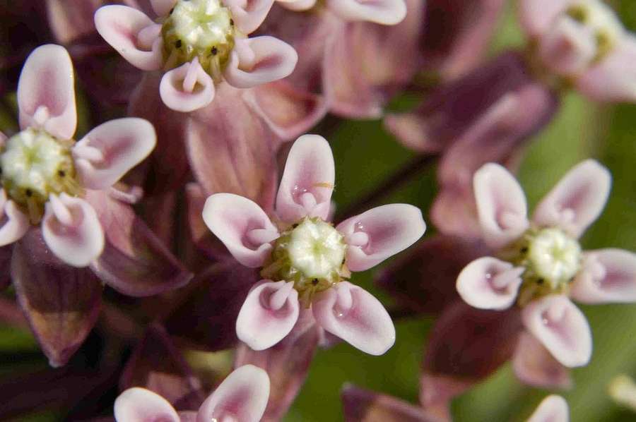 Prairie Milkweed (Asclepias sullivantii)