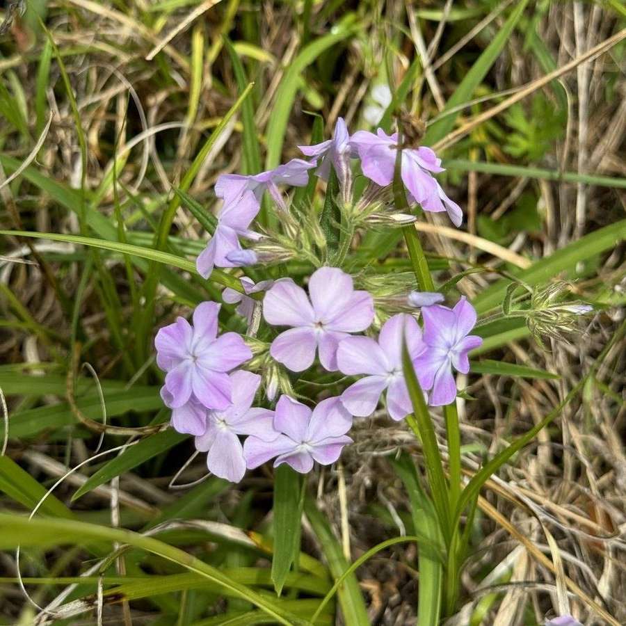 Prairie Phlox (Phlox pilosa)