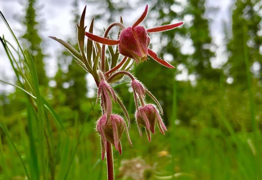 Prairie Smoke in flower