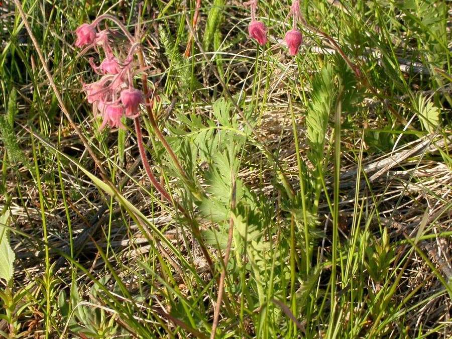 Prairie Smoke (Geum triflorum)