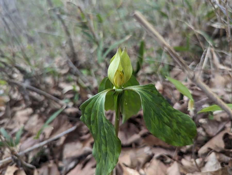 Prairie Trillium in flower