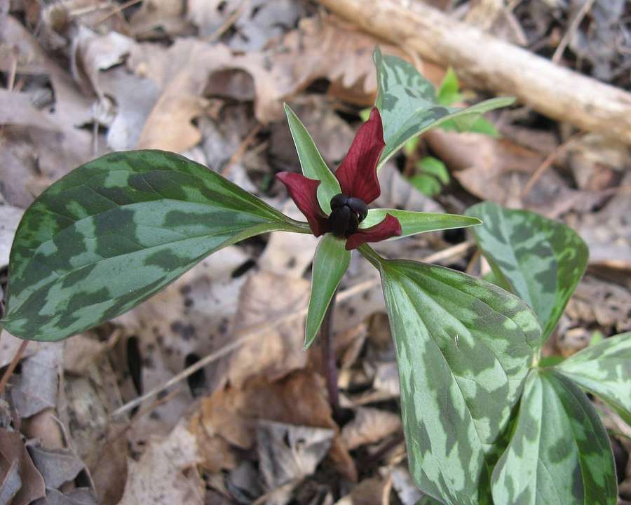 Prairie Trillium (Trillium recurvatum)