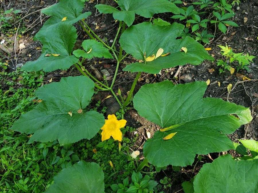 Pumpkin in flower