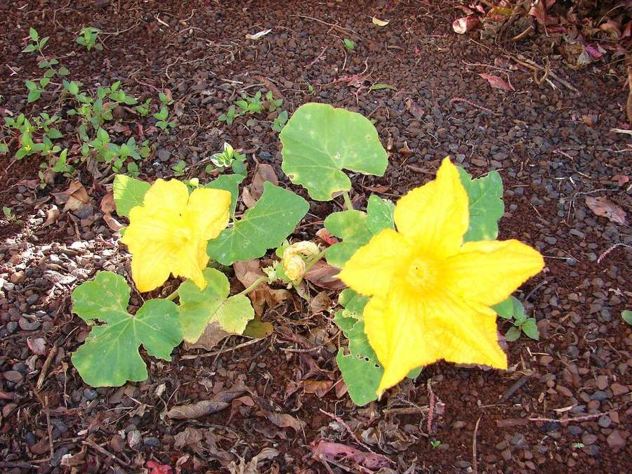 Pumpkin (Cucurbita pepo)